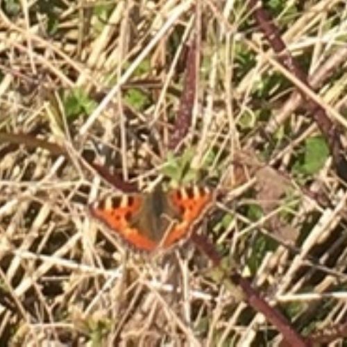 Scarletts crafty monster 'spotty dotty' nature trail